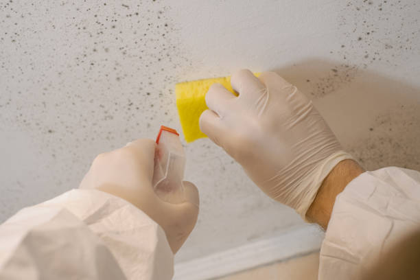 Best Mold Prevention Services  in Lambertville, MI