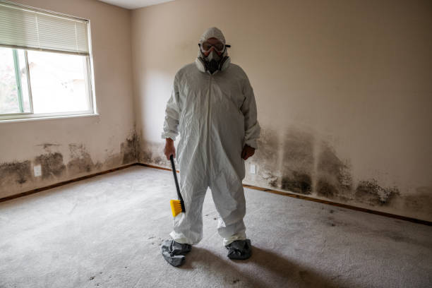 Trusted Lambertville, MI Mold Removal Experts